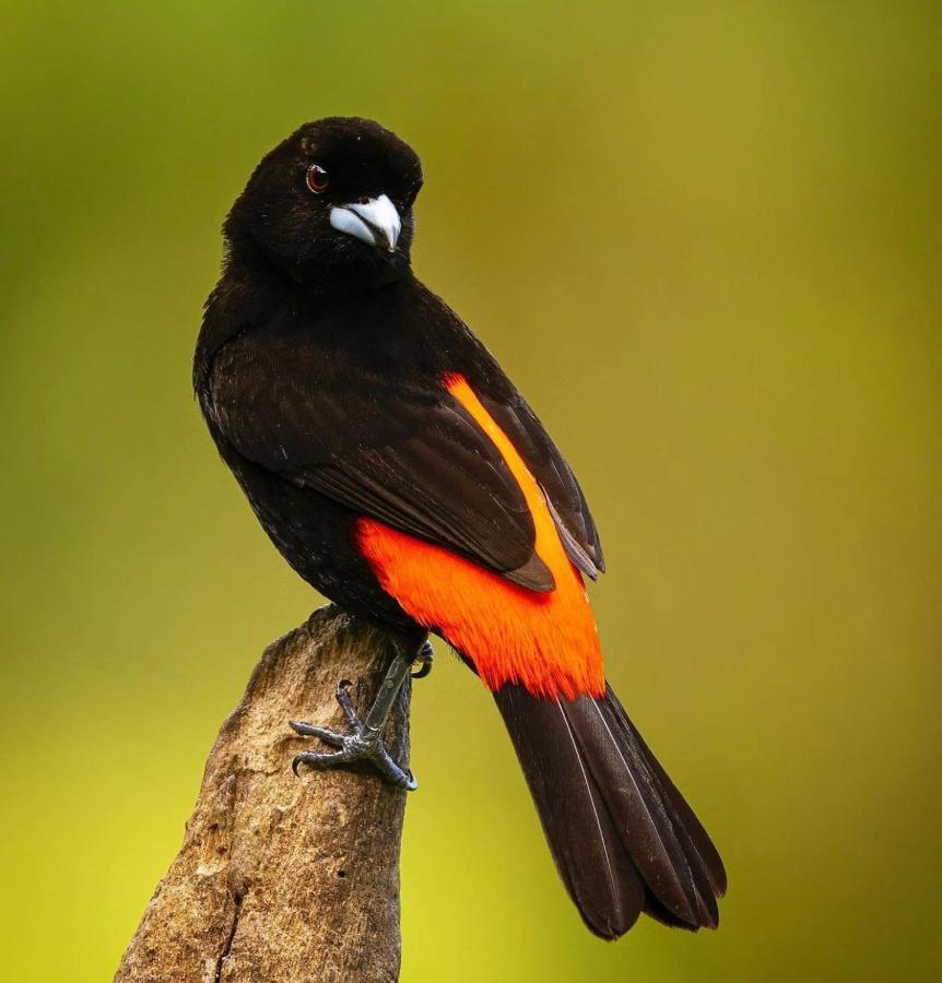 אוביטה Casita El Sonido De Las Aves מראה חיצוני תמונה